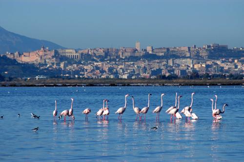 Cagliari, island of Sardinia / Italy