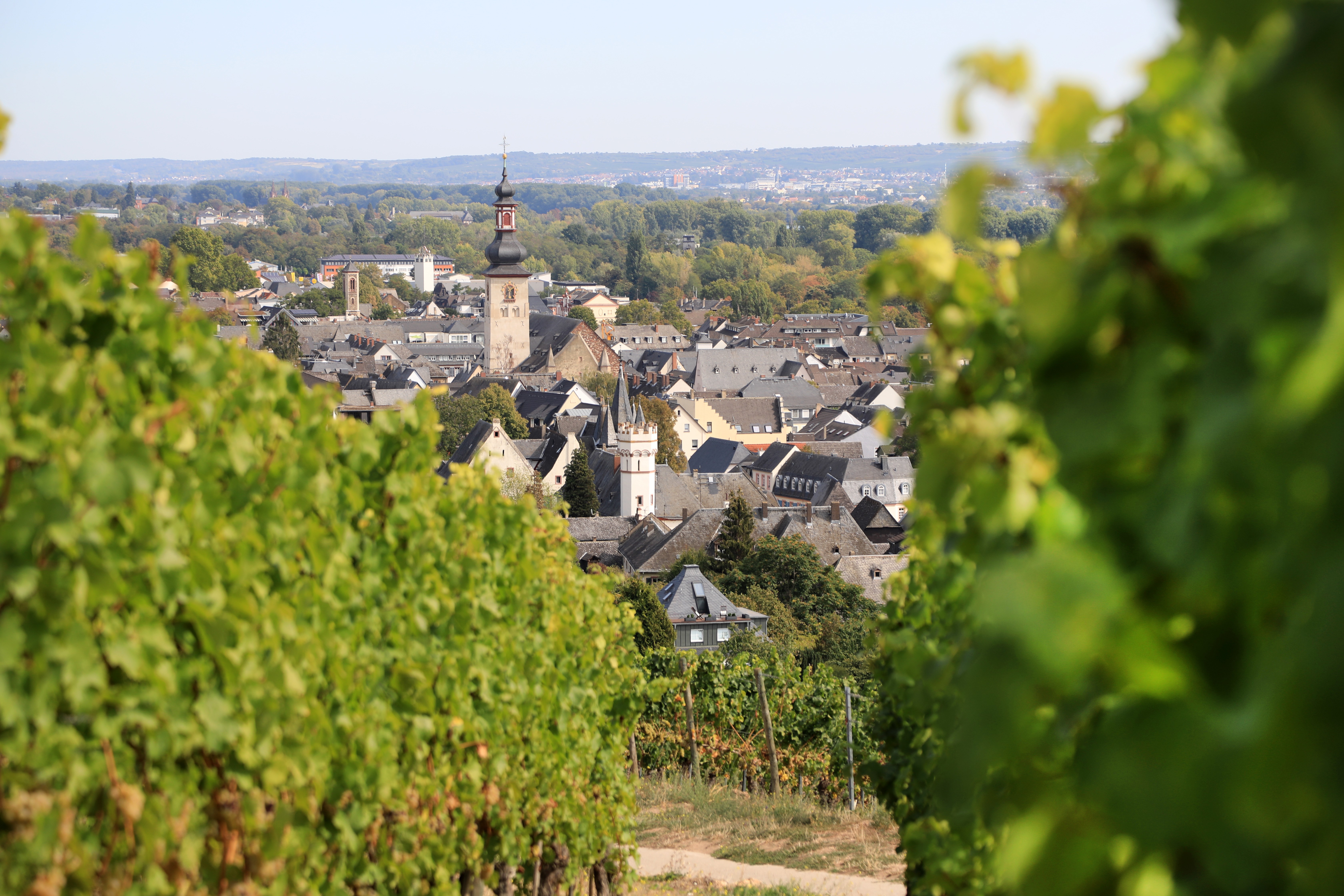 weinberge-ruedesheim-20-09.jpeg