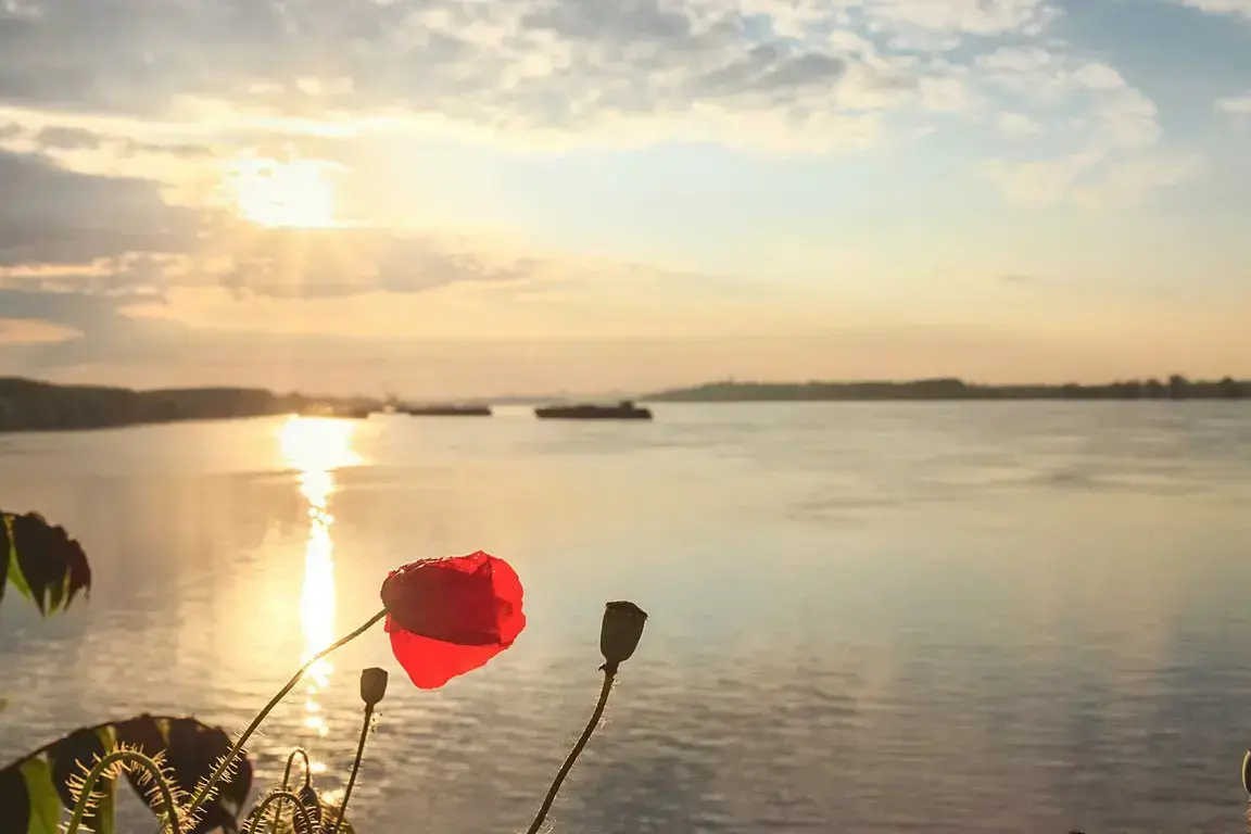 csm_DO_DLX_DONAUDELTA_MOHN_01_39L_911c9d9668.webp